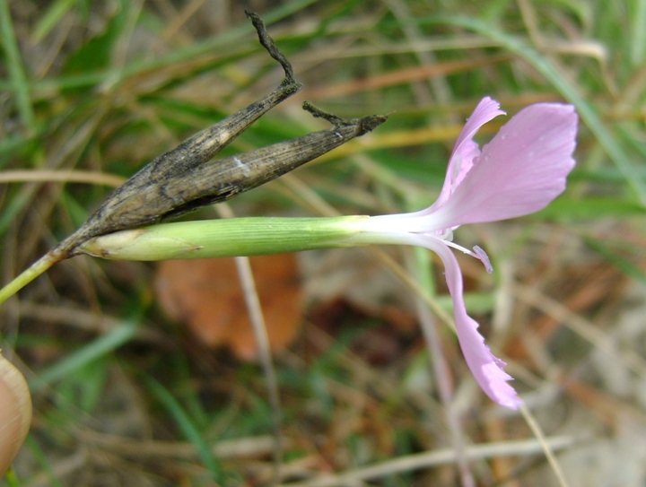 Dianthus ciliatus / Garofano cigliato